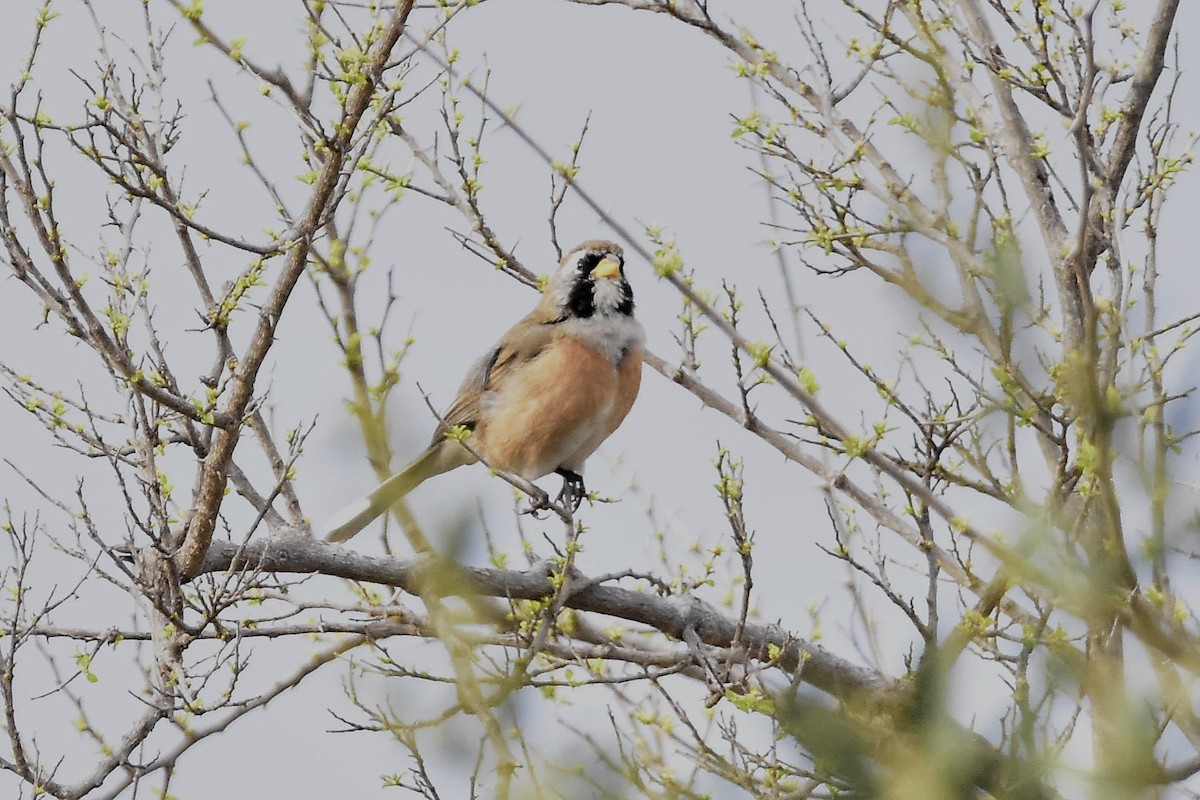 Many-colored Chaco Finch - ML641959701