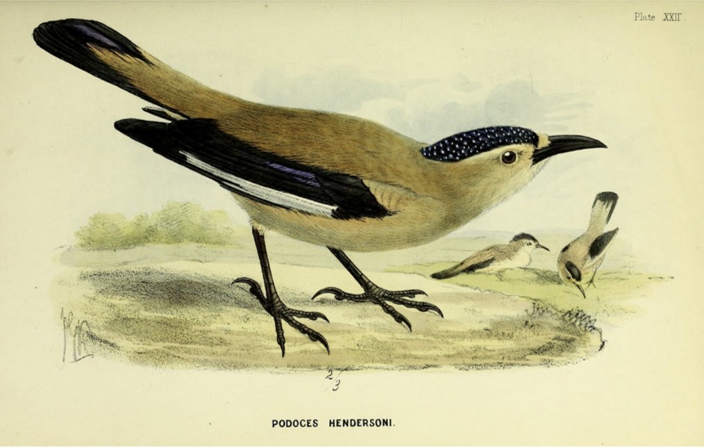 Mongolian Ground-Jay - ML641959702