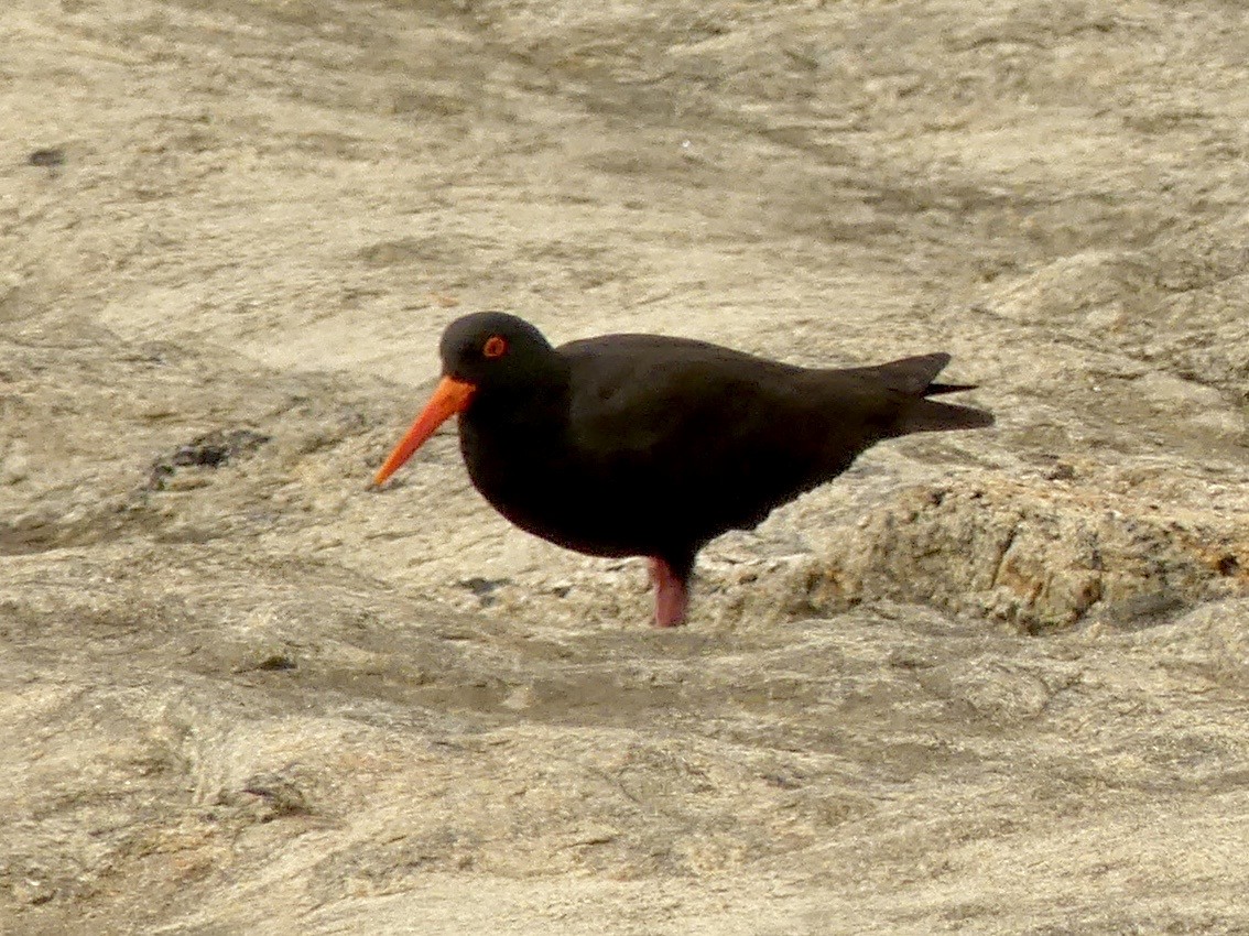 Sooty Oystercatcher - ML641959703