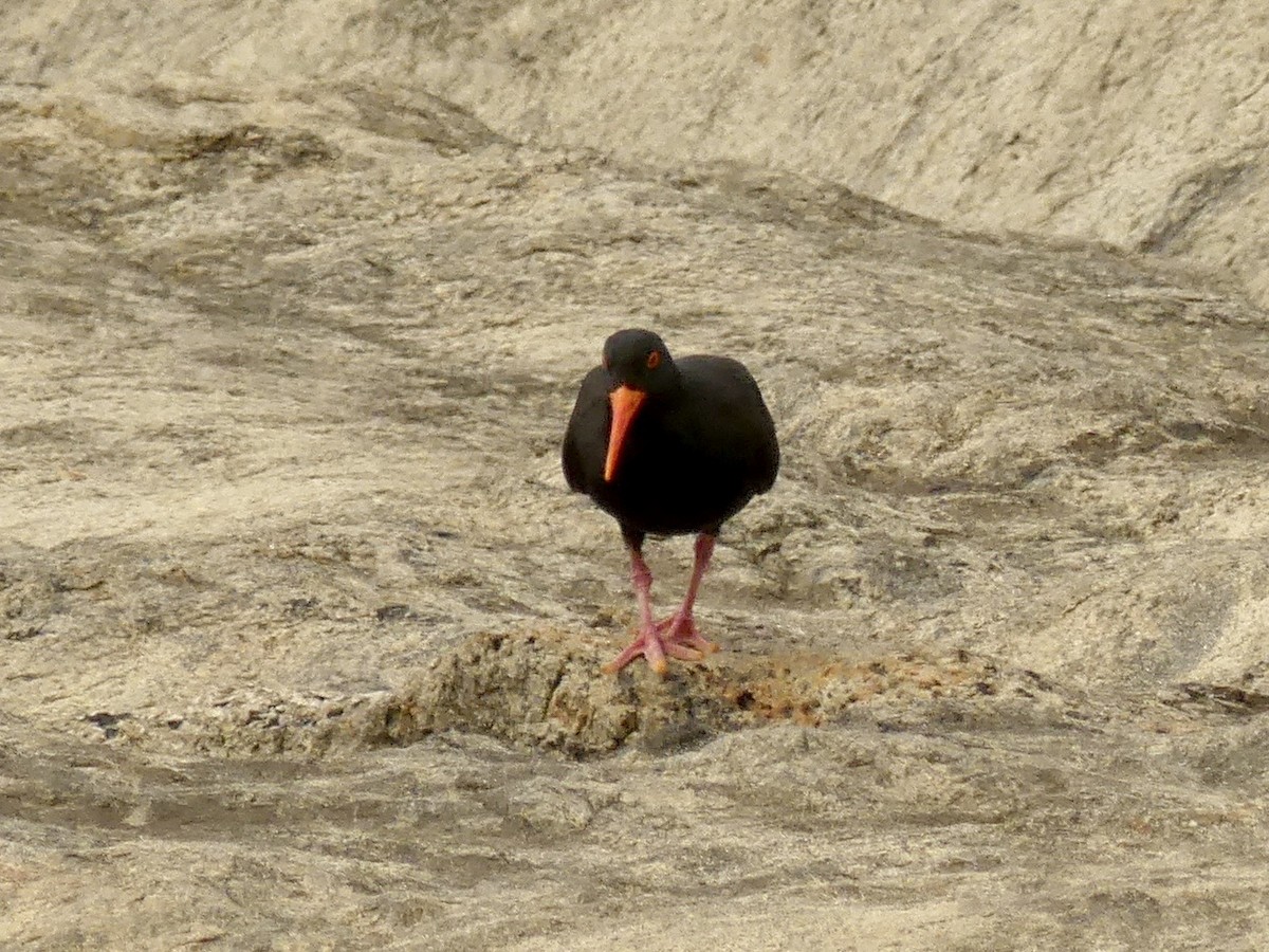 Sooty Oystercatcher - ML641959704