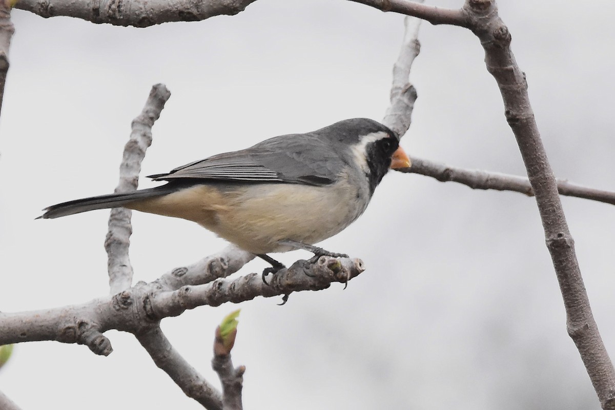 Golden-billed Saltator - ML641959708