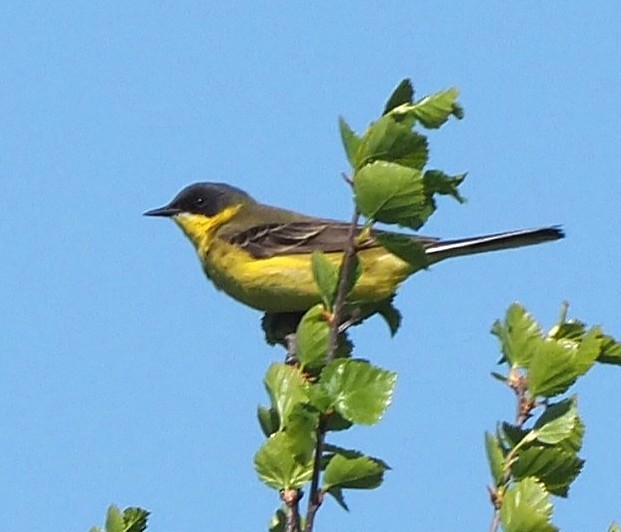 Western Yellow Wagtail (thunbergi) - ML641959711