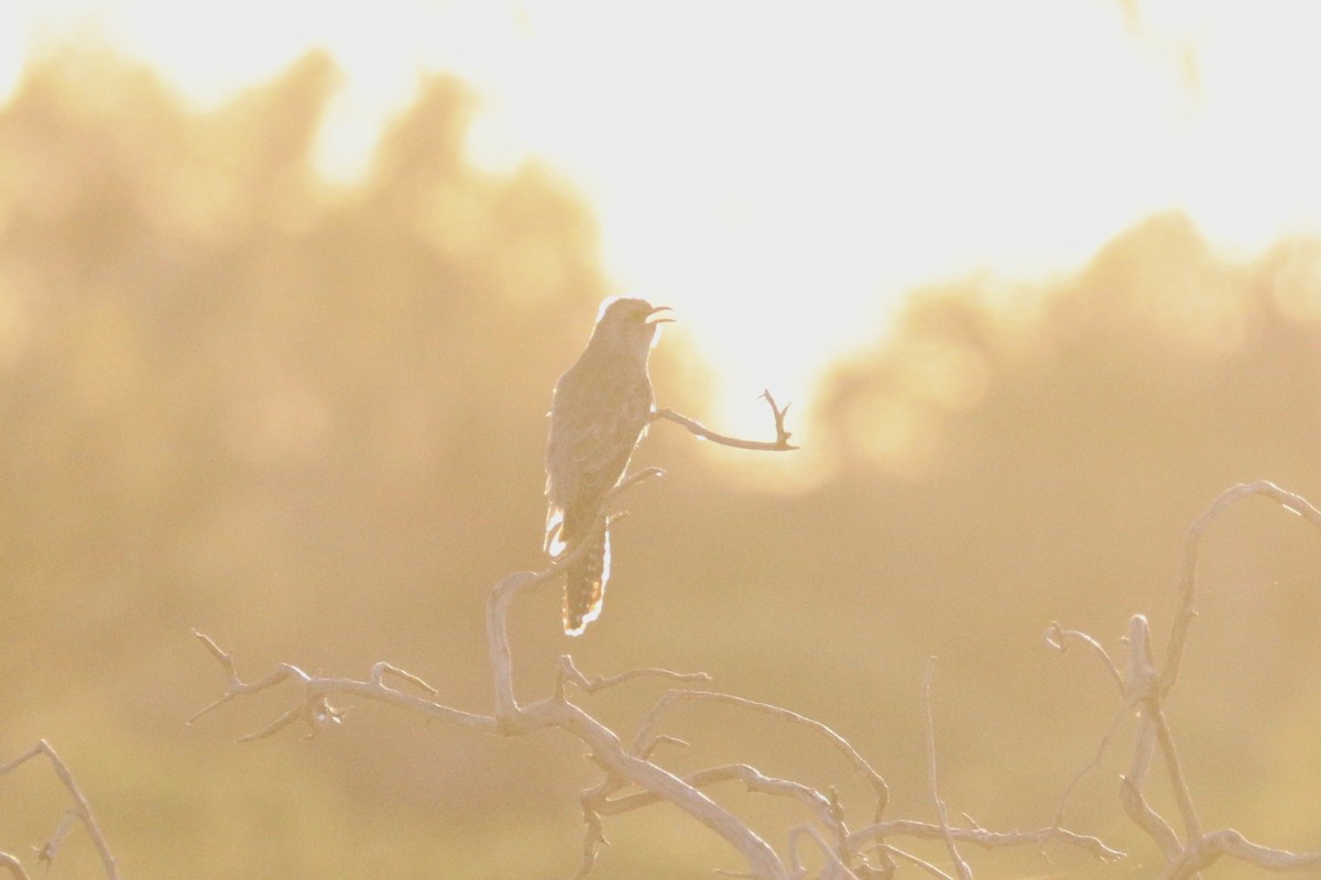 Pallid Cuckoo - ML641959713