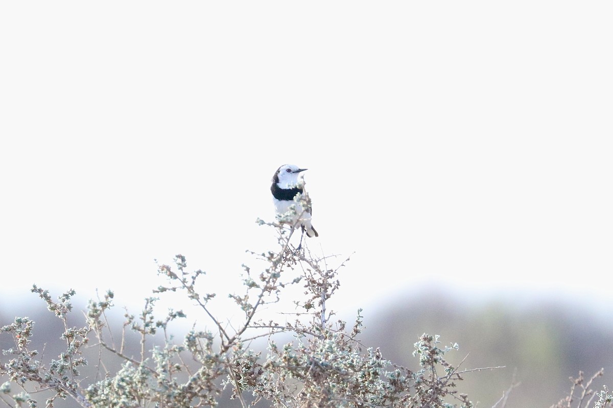 White-fronted Chat - ML641959719