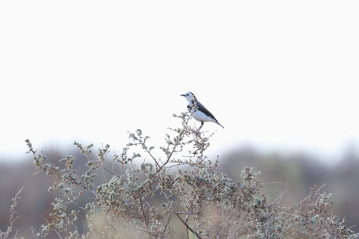 White-fronted Chat - ML641959720