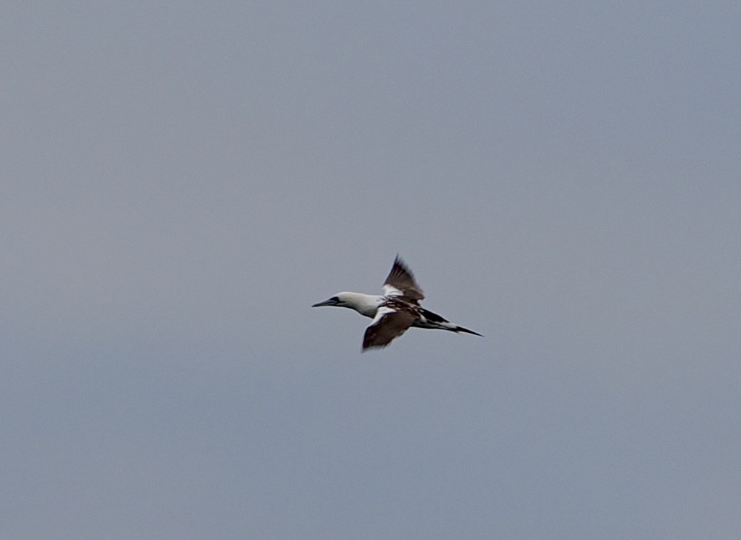 Northern Gannet - ML641959729
