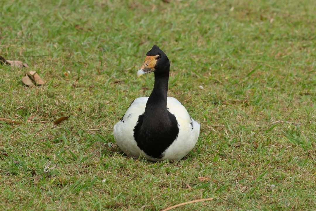 Magpie Goose - ML641959735