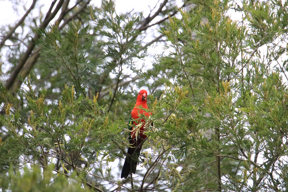 Australian King-Parrot - ML641959739