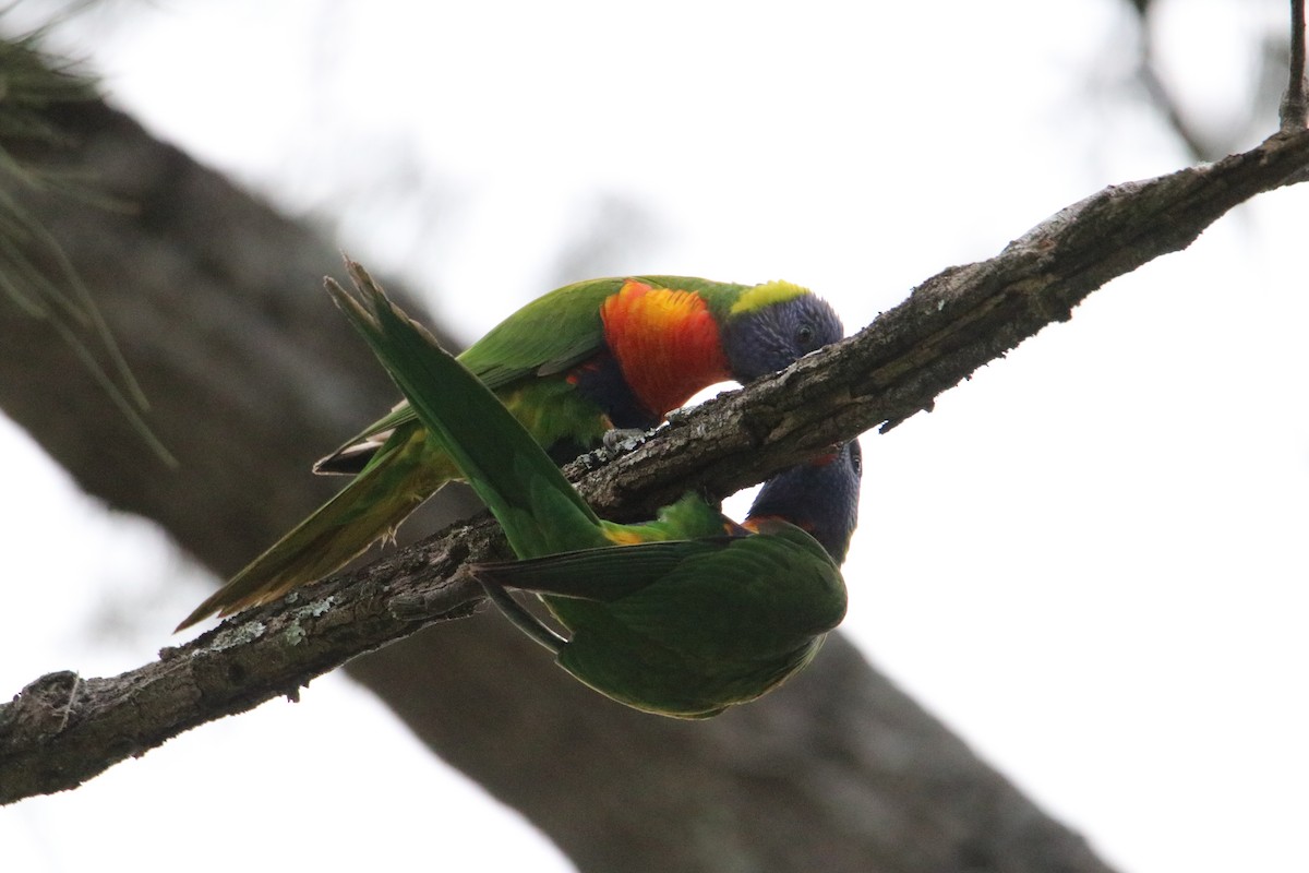 Regenbogenlori - ML641959751