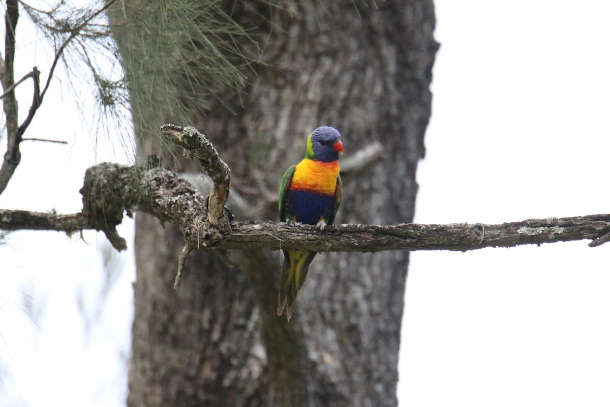 Regenbogenlori - ML641959752