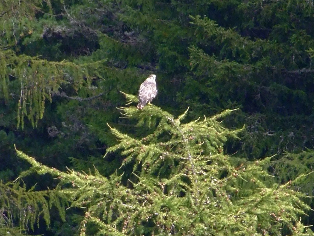 Mäusebussard - ML641959754