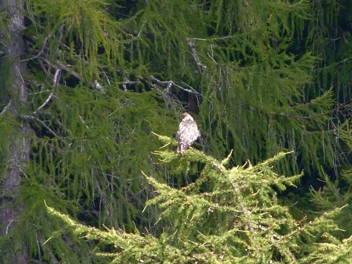Mäusebussard - ML641959755