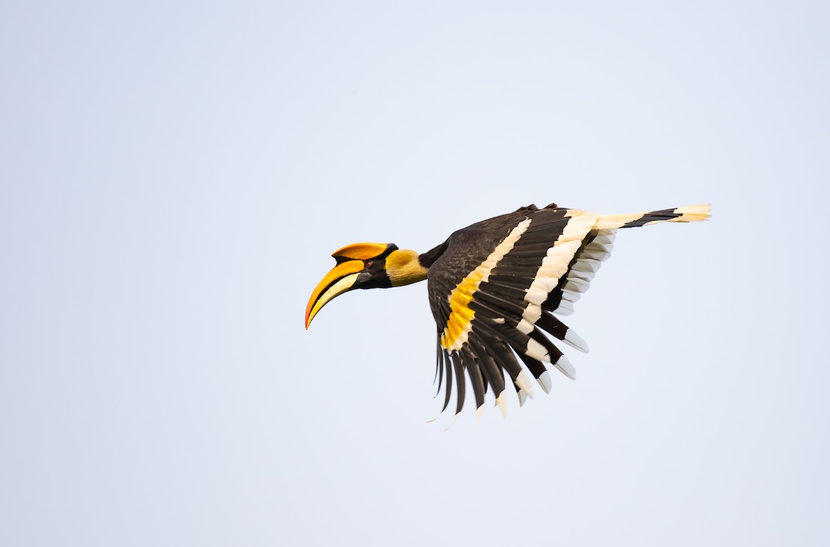 Doppelhornvogel - ML641959756
