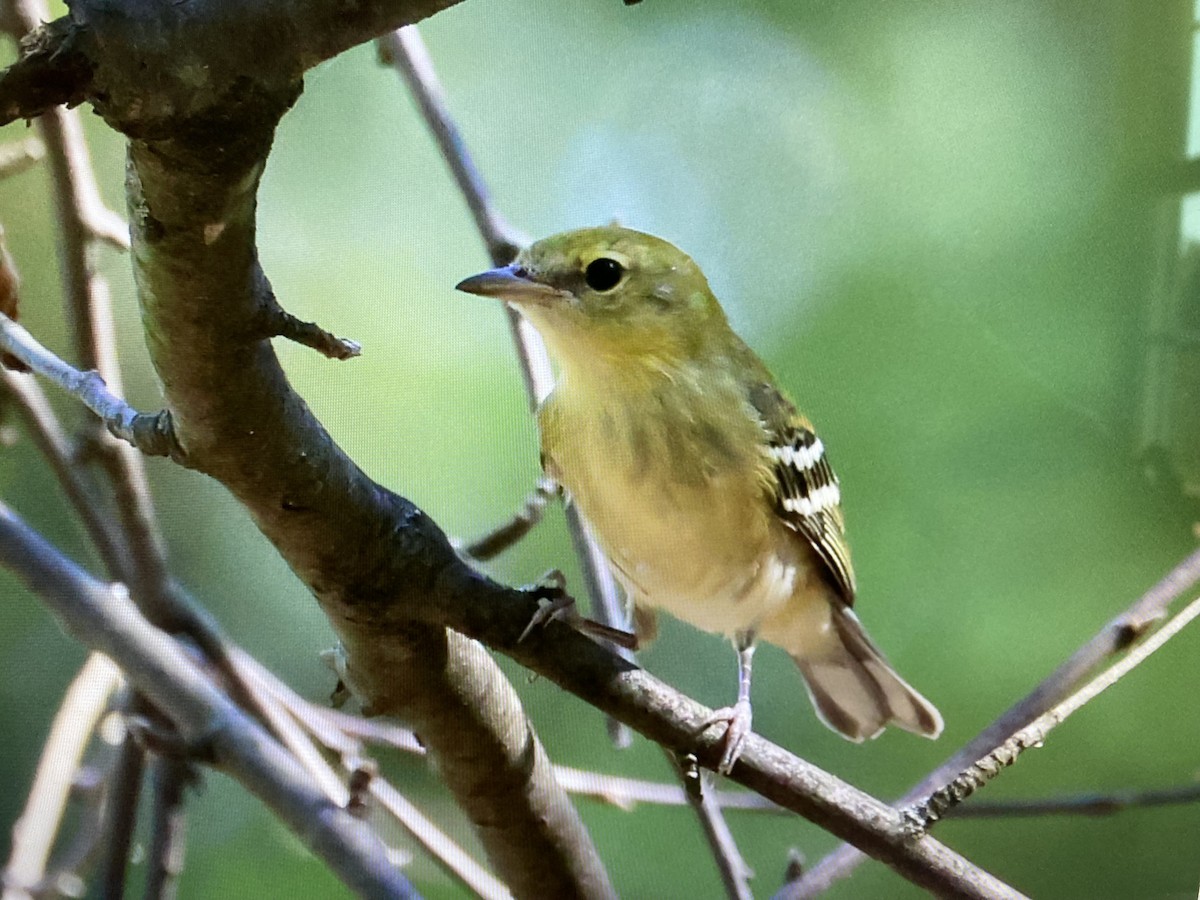 Braunkehl-Waldsänger - ML641959775