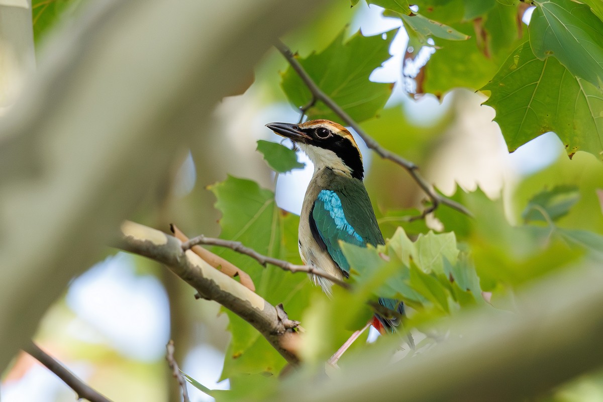 Nymphenpitta - ML641959778