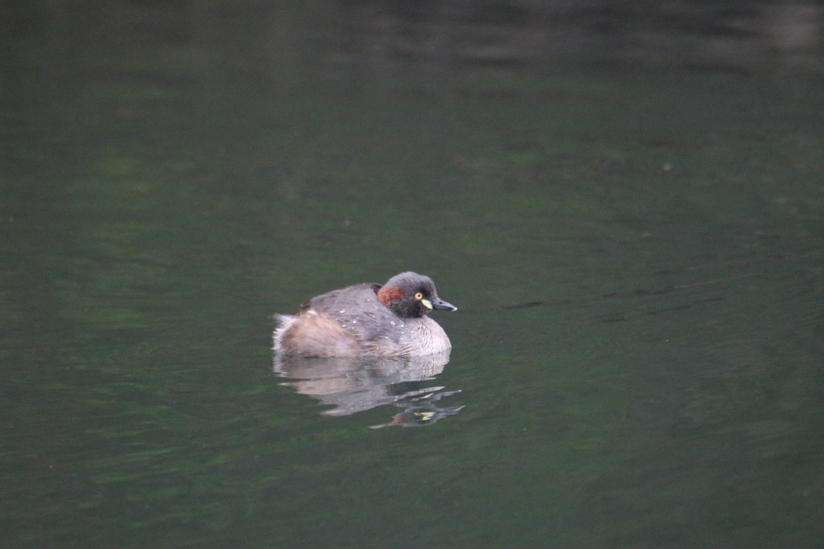 Australasian Grebe - ML641959782