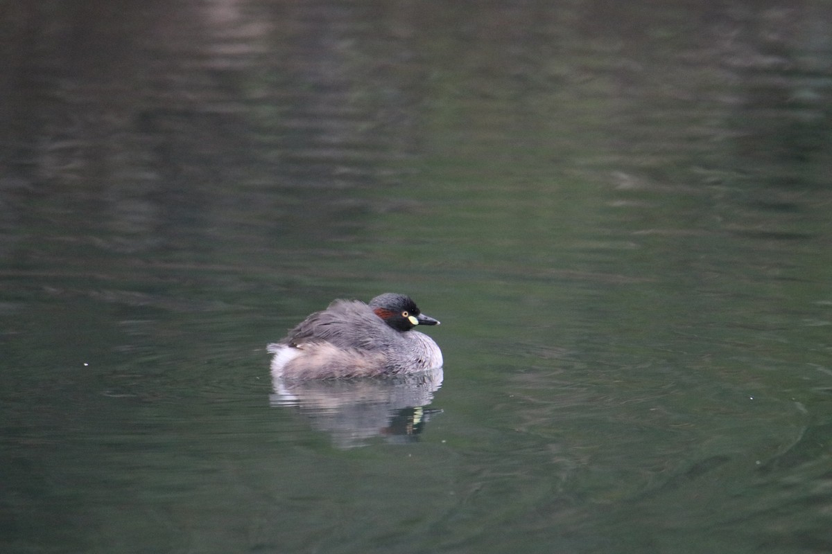 Australasian Grebe - ML641959783