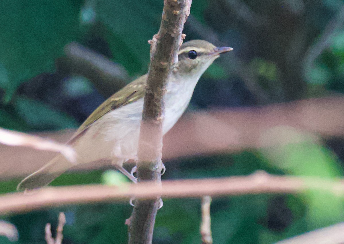 Sakhalin Leaf Warbler - ML641959790