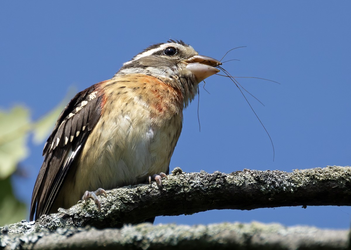 Rose-breasted Grosbeak - ML641959801