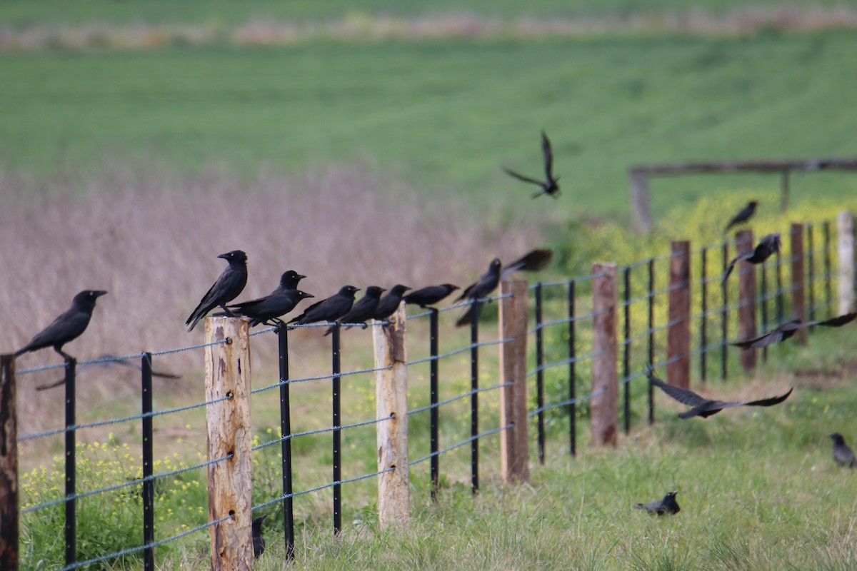 Torresian Crow - ML641959809