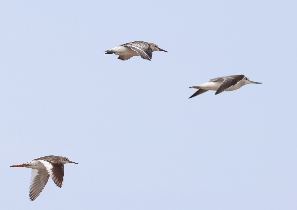 sakhalinsnipe - ML641959812