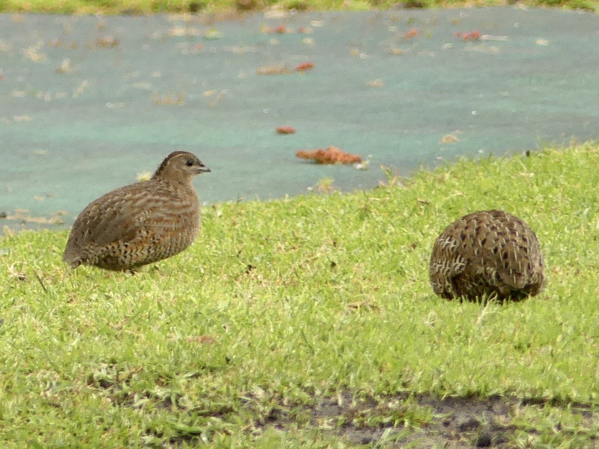 Brown Quail - ML641959813