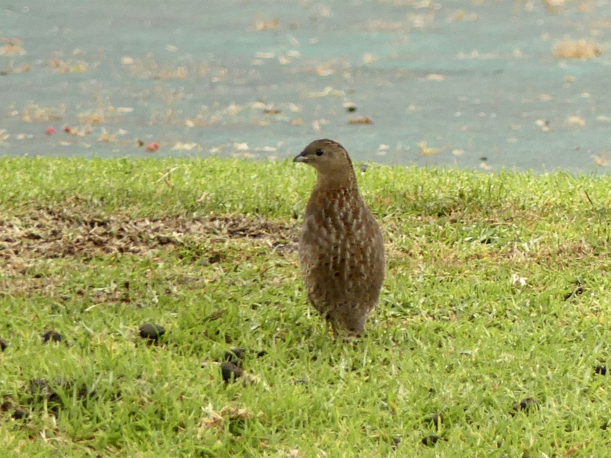 Brown Quail - ML641959814