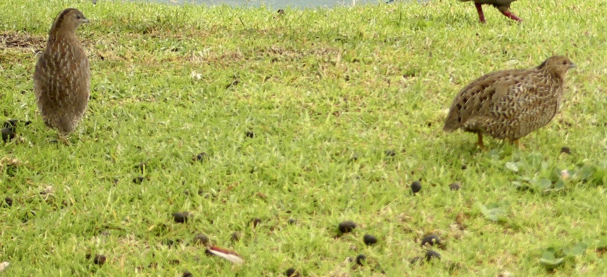 Brown Quail - ML641959815