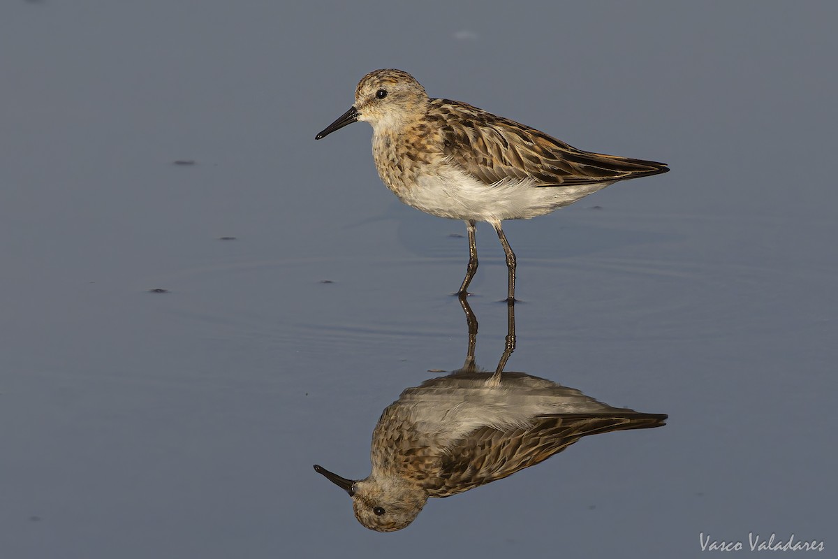 Little Stint - ML641959834