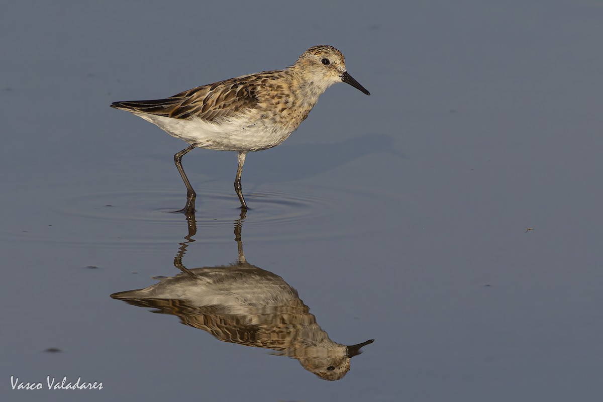 Little Stint - ML641959835