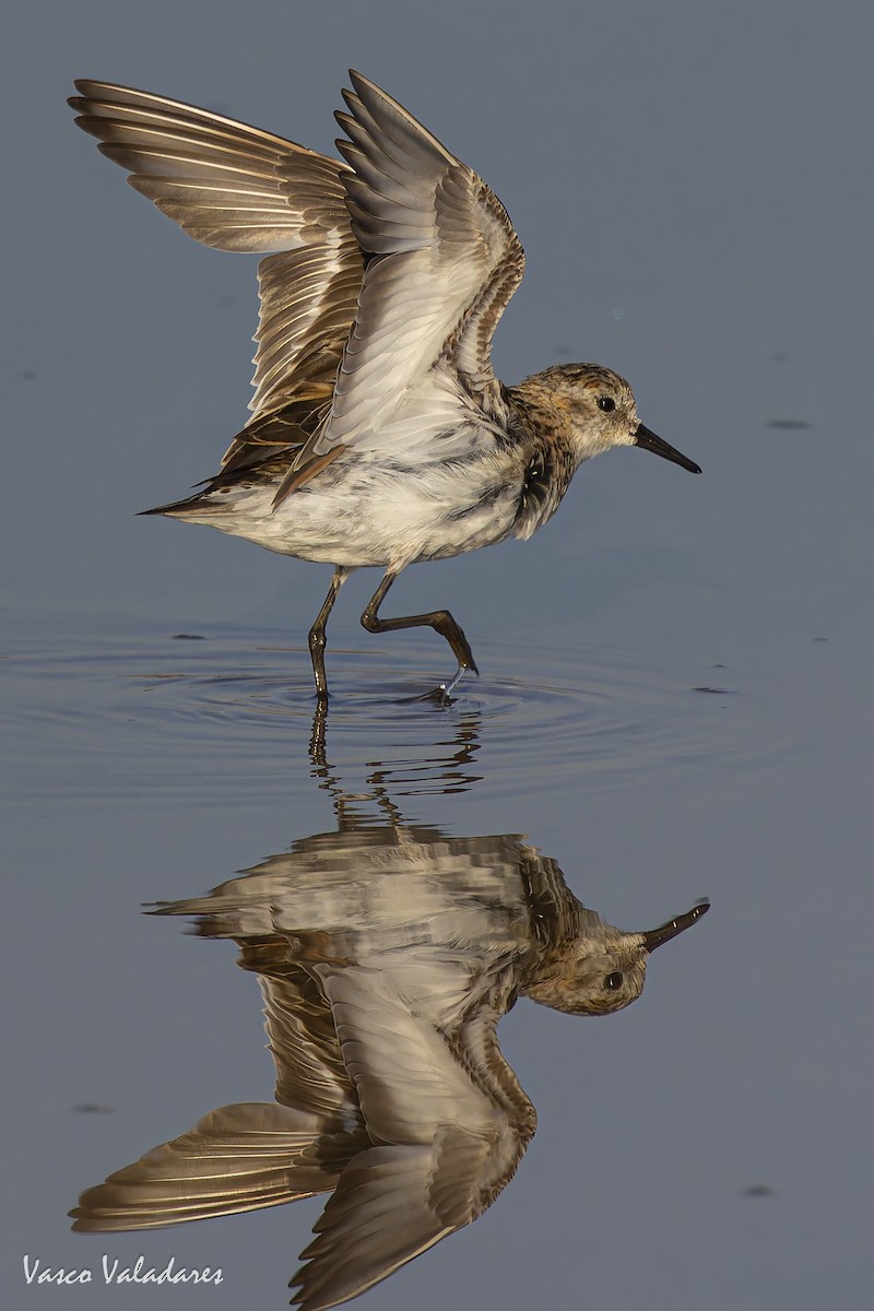 Little Stint - ML641959836
