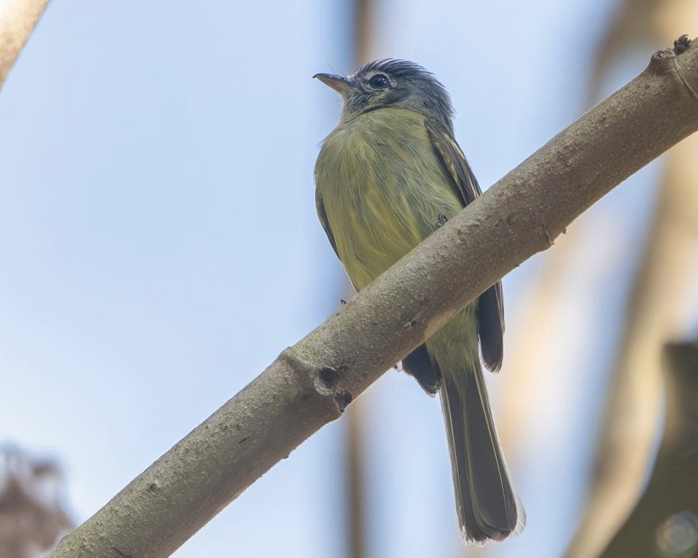 Yellow-olive Flatbill - ML641959837