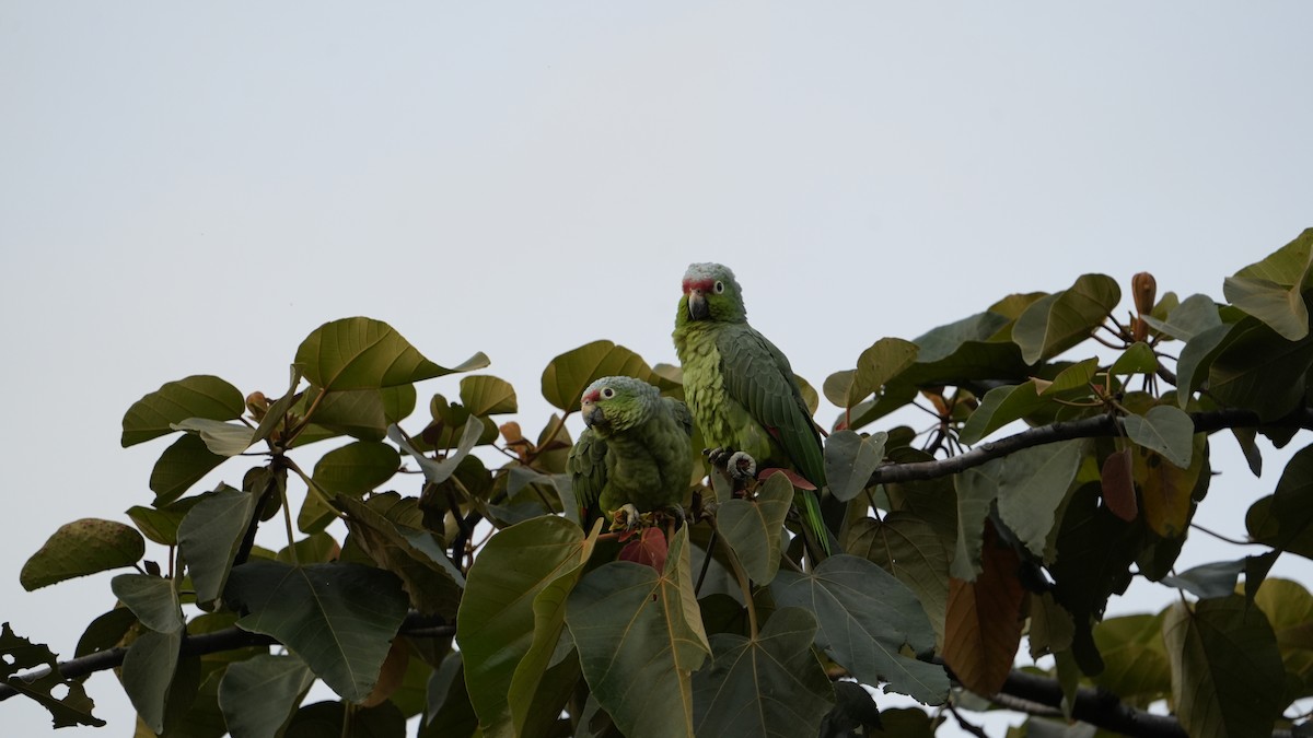 Red-lored Amazon - ML641959858