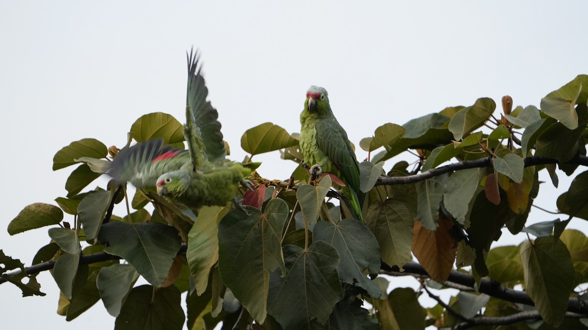Red-lored Amazon - ML641959859