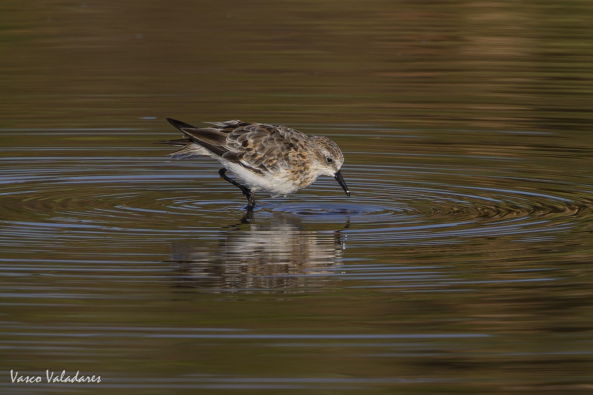Little Stint - ML641959873