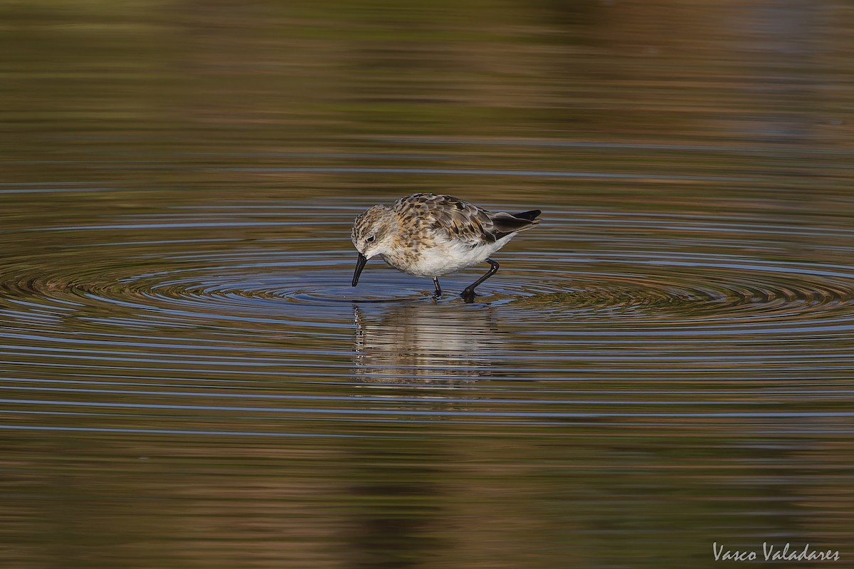 Little Stint - ML641959875