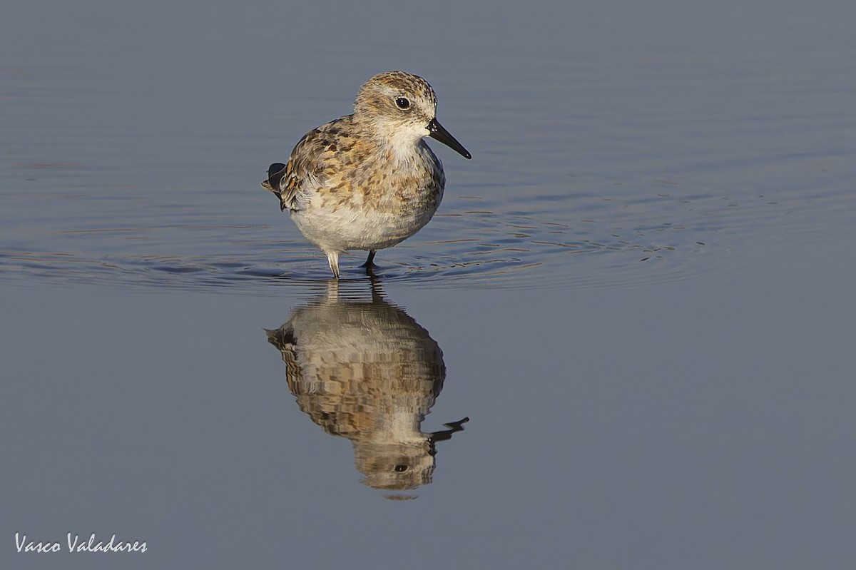 Little Stint - ML641959878