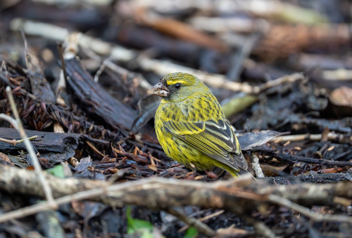 Forest Canary - ML641959886
