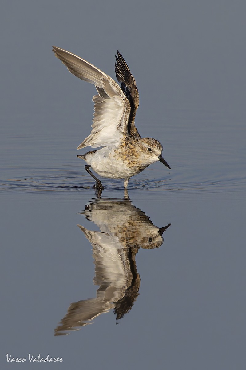 Little Stint - ML641959888