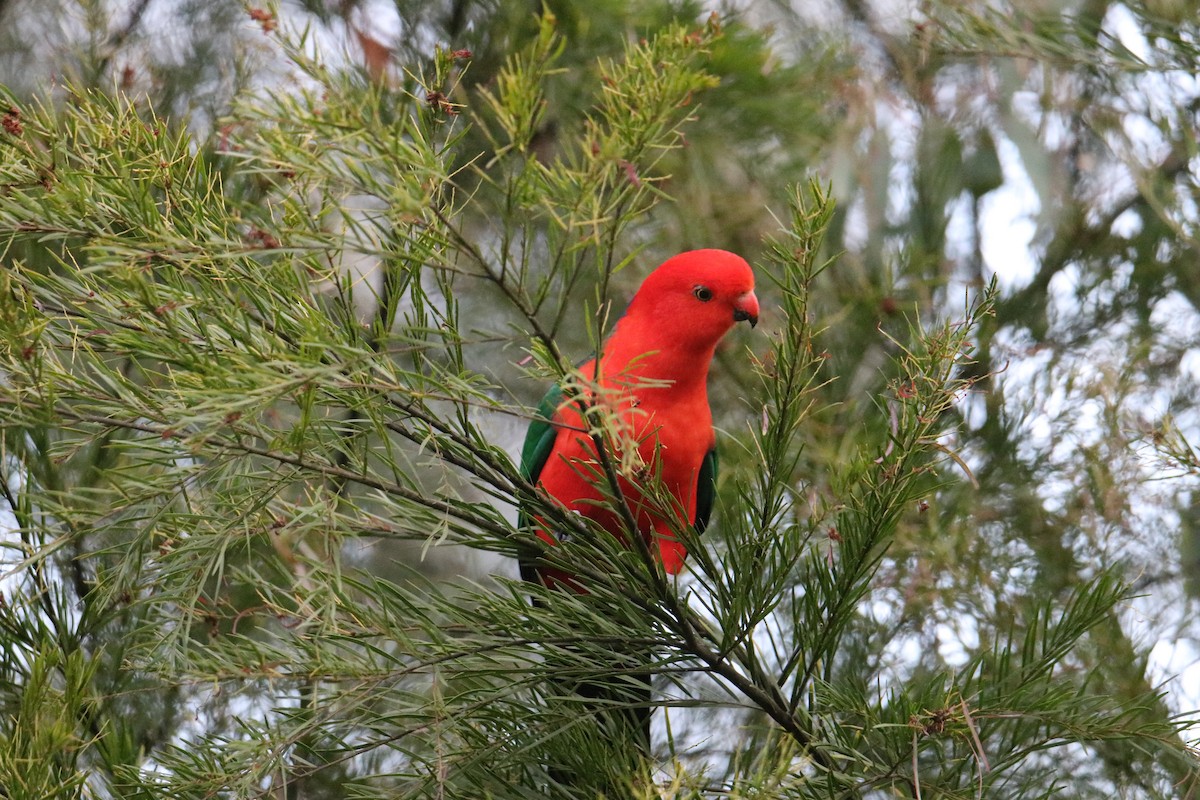 Australian King-Parrot - ML641959889