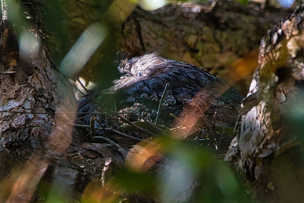 Tawny Frogmouth - ML641959893