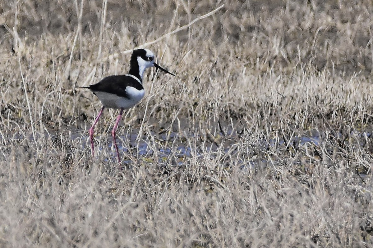 Black-necked Stilt - ML641959895