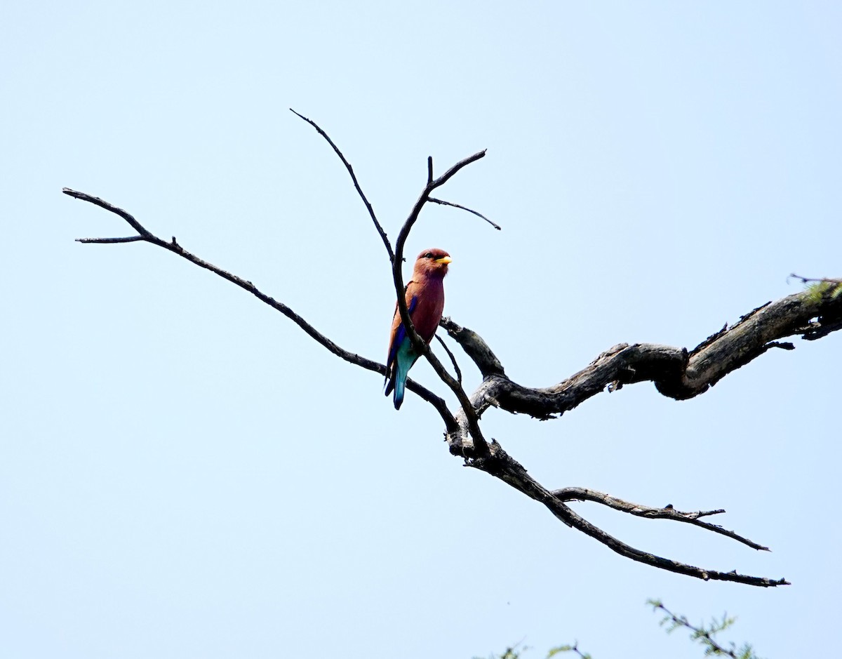 Broad-billed Roller - ML641959900
