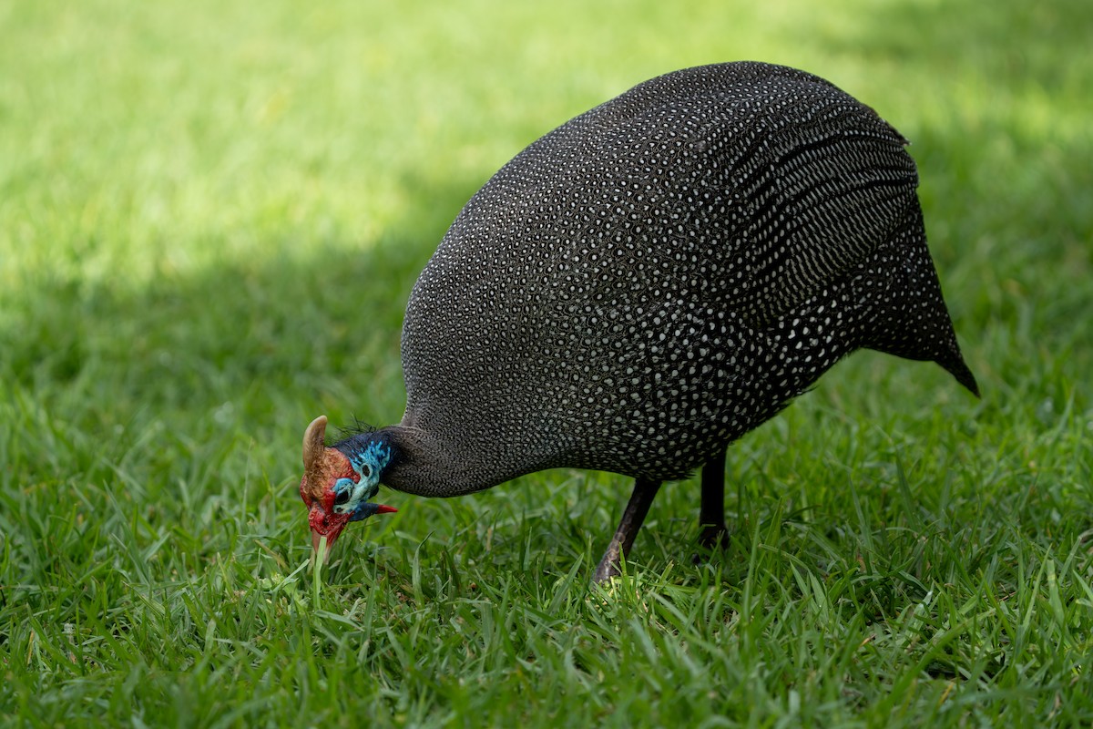 Helmeted Guineafowl - ML641959903