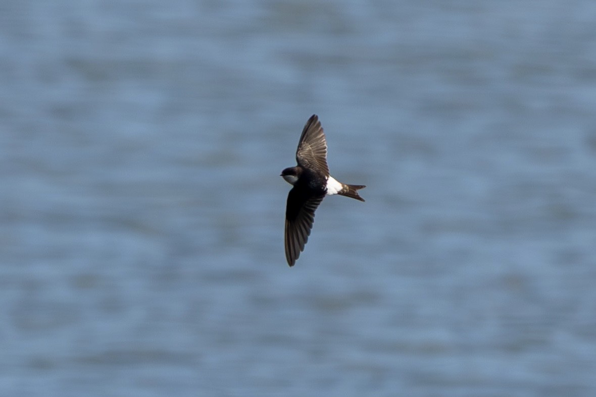 Western House-Martin - ML641959904