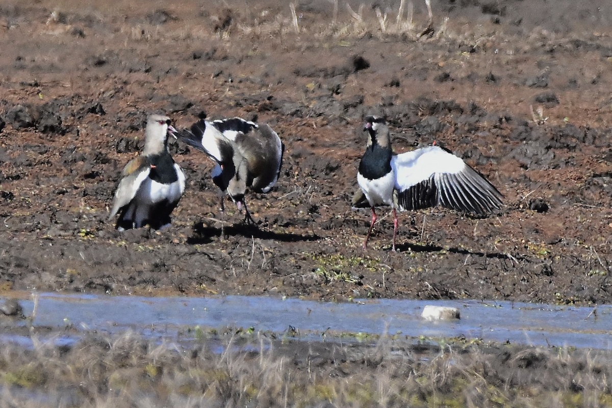 Southern Lapwing - ML641959906
