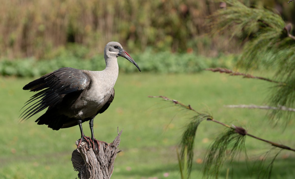 Hadada Ibis - ML641959910