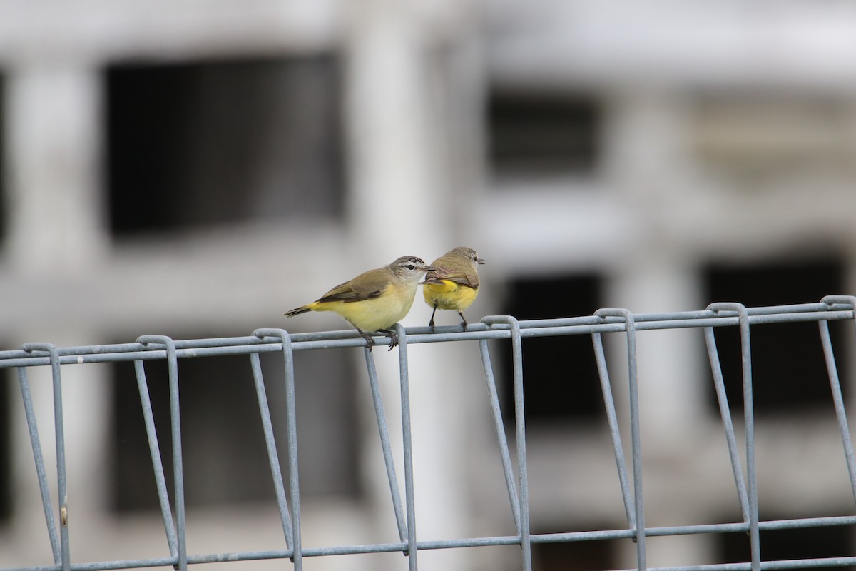 Yellow-rumped Thornbill - ML641959912