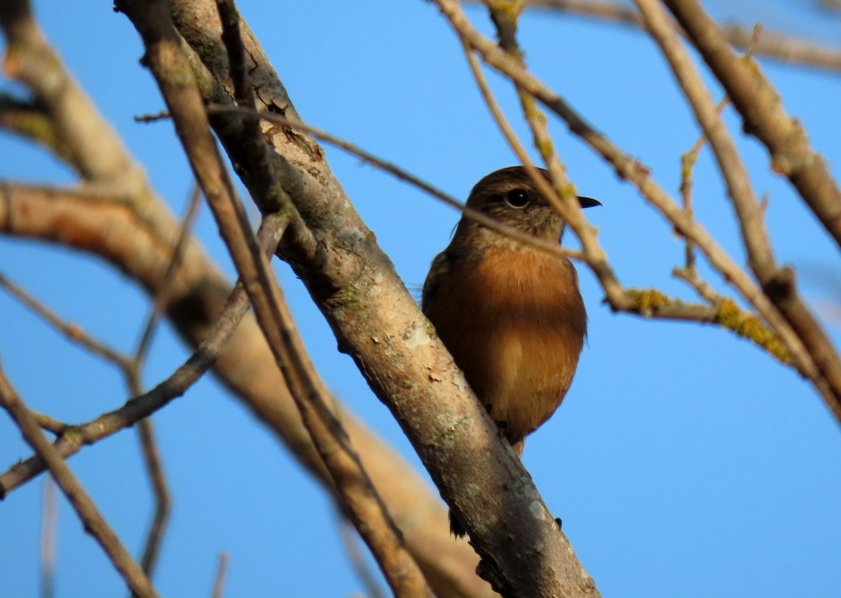 European Stonechat - ML641959919