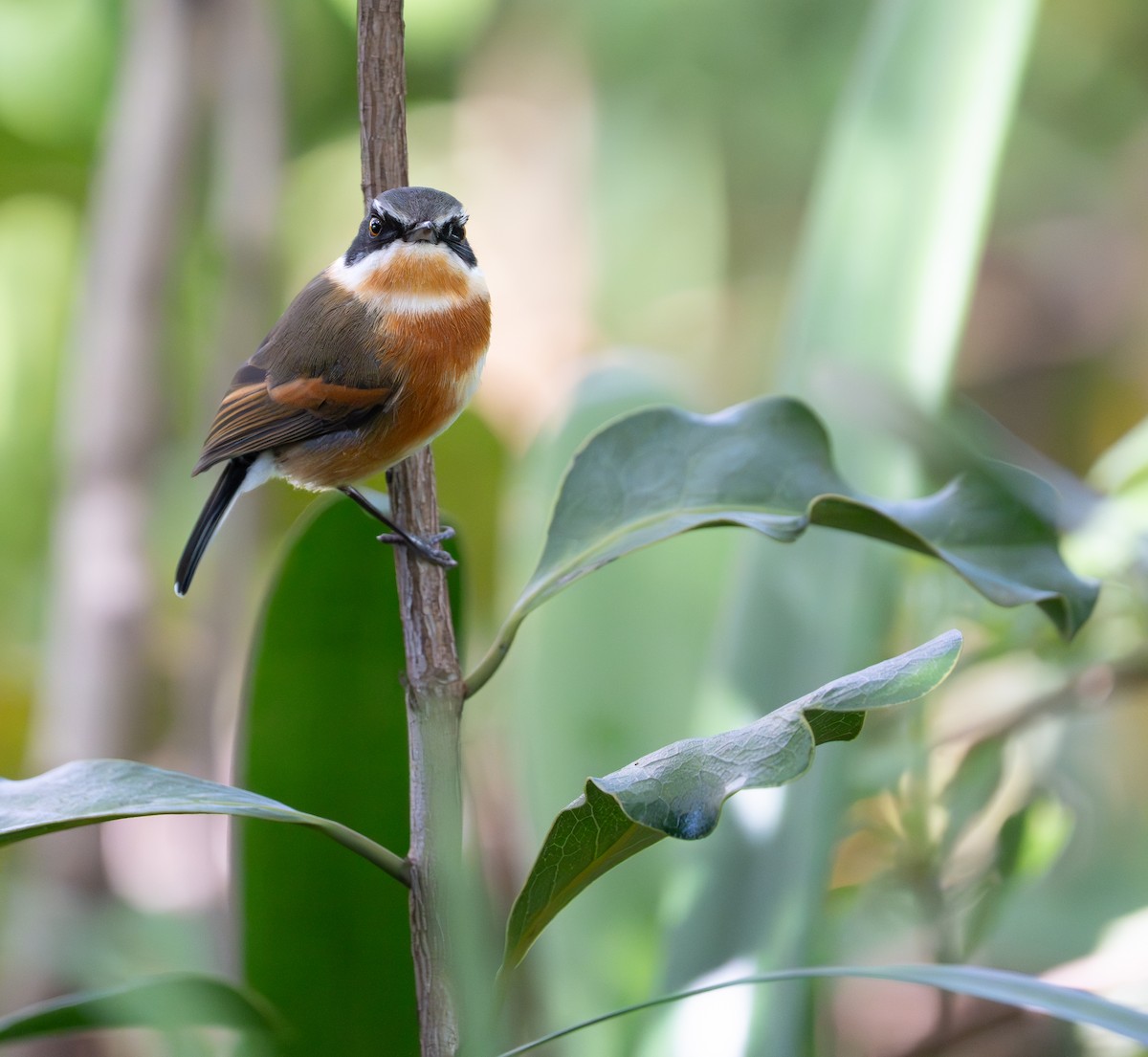 Cape Batis - ML641959921